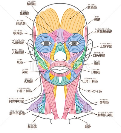 国分寺の整体【 口コミＮｏ.1 】のぶ整体院では顔の様々な筋肉にアプローチしていきます。