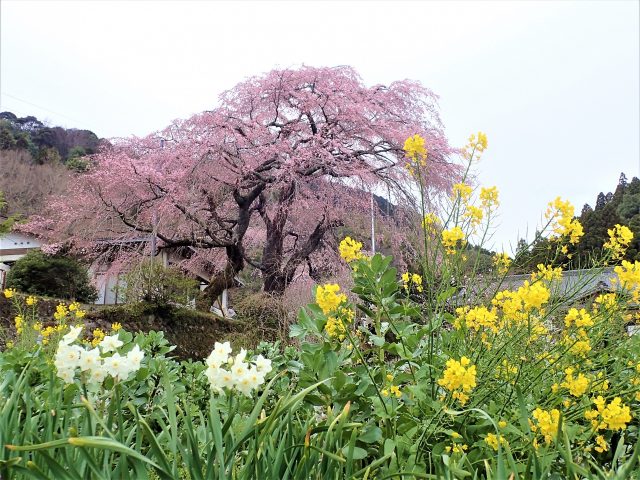 巨大な枝垂桜