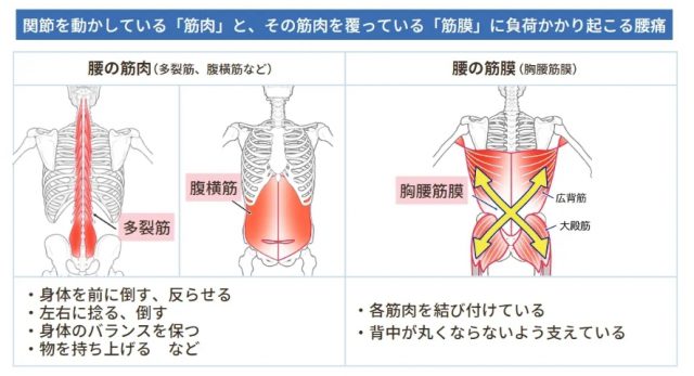 腰の筋肉・腰の筋膜
