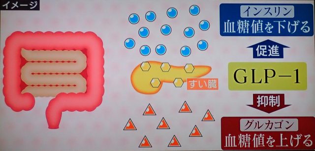 GLP-1はインスリンの促進とグルカゴンの抑制